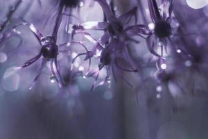 a drop of water on a purple flower. wild onions closeup. wild leek background. abstract flower background photo