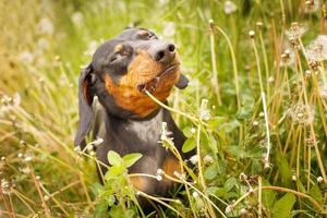 portrait of a cute dachshund dog in a field of dandelions photo