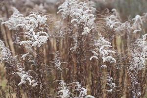 Dry soft flowers in the field on beige background. photo