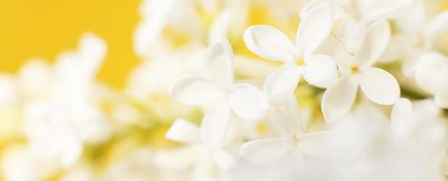 white lilac flower branch on a yellow background with copy space for your text photo