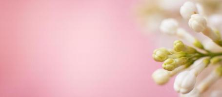 white lilac flower branch on a pink background with copy space for your text photo