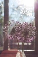 wild onions in a glass vase on the window.  wild leek at sunset. wild onions bouquet photo