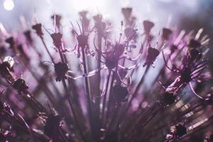 wild onions closeup. purple flower background. wild leek background. photo