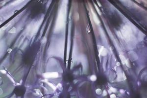 a drop of water on a purple flower. wild onions closeup.  wild leek background. abstract flower background photo