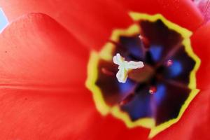 red open tulip. Flower pattern background. tulip pistil macro photo