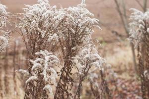 Dry soft flowers in the field on beige background. photo