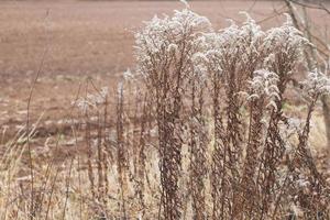 Dry soft flowers in the field on beige background. photo