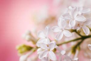 white lilac flower branch on a pink background with copy space for your text photo