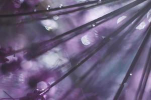 a drop of water on a purple flower. wild onions closeup.  wild leek background. abstract flower background photo
