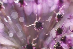 wild onions closeup.  purple flower background. wild leek background. photo