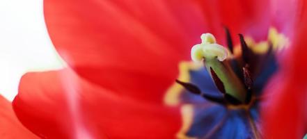 tulipán rojo abierto. fondo de patrón de flores. tulipán pistilo macro foto