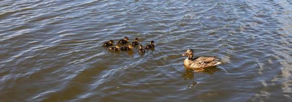 pato madre con sus hermosos y esponjosos patitos nadando juntos en un lago. animales salvajes en un estanque foto