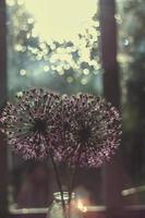 wild onions in a glass vase on the window.  wild leek at sunset. wild onions bouquet photo