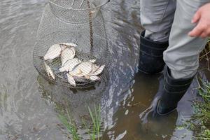 fisherman lifts a fish net. Metal mesh cage is installed in the river water near the shore. photo