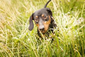 portrait of a cute dachshund dog in a field of dandelions photo