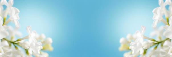 white lilac flower branch on a blue background with copy space for your text photo
