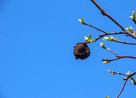 Young quince leaves in early spring and last year's rotten fruit on the branches. Life conquers death. photo