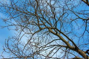 Close-up of a cork tree. Cork oak or Quercus suber in Latin photo