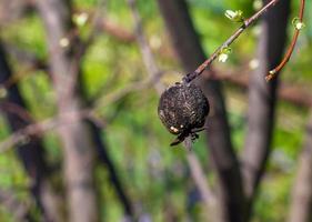 Young quince leaves in early spring and last year's rotten fruit on the branches. Life conquers death. photo