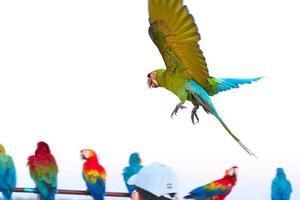 colorful macaw parrot flying in bright blue sky background photo