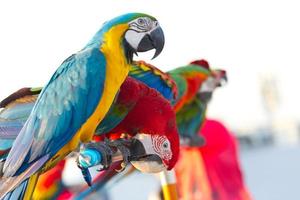 cerca arriba de vistoso escarlata guacamayo loro mascota perca en gallinero rama con azul claro cielo antecedentes foto