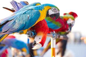 Close up of colorful scarlet macaw parrot pet perch on roost branch with blue clear sky background photo