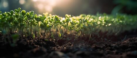 plantas siembra en el campo crece debajo el luz de sol foto