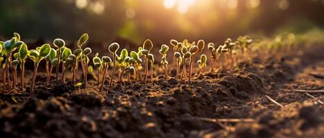 plantas siembra en el campo crece debajo el luz de sol foto