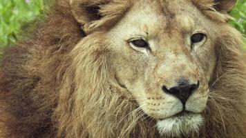 proche en haut portrait vieux Masculin Lion sur le herbe video