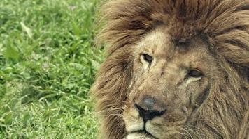 Close Up Portrait Old Male Lion on The Grass video