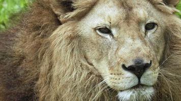 Close Up Portrait Old Male Lion on The Grass video