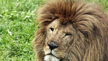 Close Up Portrait Old Male Lion on The Grass video