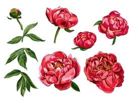 Collection of hand drawn peony flowers isolated on white background. Set of red peonies, buds, branches and leaves for decorative design and romantic art. Elegant botanical elements. vector