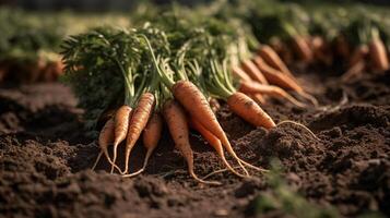 , Row of fresh carrots with green leafs on the ground, vegetables in the garden, a good harvest of eco products. photo