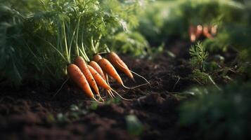 , Row of fresh carrots with green leafs on the ground, vegetables in the garden, a good harvest of eco products. photo