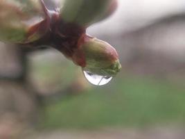 joven flores brote en primavera foto