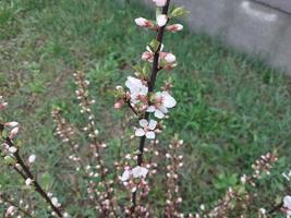 Young flowers sprout in spring photo