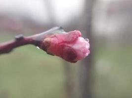 joven flores brote en primavera foto