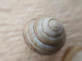 Garden snails crawl in the village photo