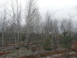 Young forest grows after the rain photo