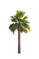 Washingtonia robusta palm tree Ornamental plants beautiful isolated on white background photo