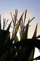 de cerca de maíz creciente en un granja campo foto