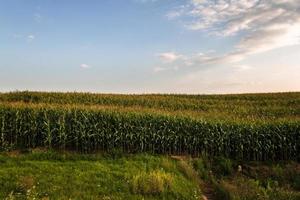 azul verano cielo terminado un maíz verde campo. foto