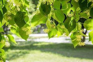 Fresh green linden leaves shine under the sunlight. photo