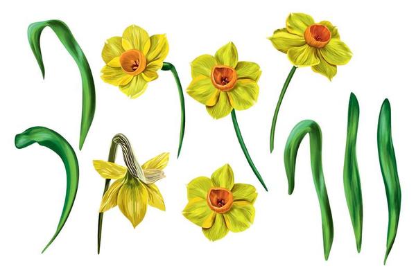 Vector set of floral illustrations isolated on white background. Bouquet of yellow daffodils. Garden flowers in early spring. Clip-art for bright holiday card, poster, banner. Women's Day.