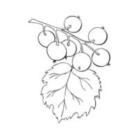 Currant branch with berries, hand drawn doodle drawing, contour, black outline. vector