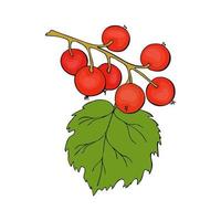 Red Currant branch with berries, hand drawn doodle drawing, contour, black outline. vector