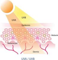 uva y uvb radiación penetrar dentro el piel capa vector en blanco antecedentes. uva y uvb rayos afectar el piel en diferente maneras.