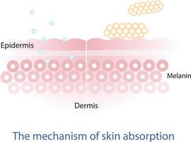 The mechanism of nutrient absorption through skin layer vector on white background.