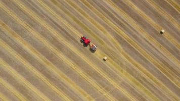 Antenne Aussicht von Heuernte verarbeitet in runden Ballen. rot Traktor funktioniert im das Feld video